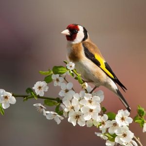 Colorful male of european goldfinch, carduelis carduelis, sitting on twig of tree with blossoming flowers in springtime. Bird with red stripe over eye and yellow plumage on wings.