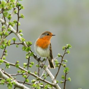 robin sitting on the branch of a hawthorn tree in spring, set against a grey sky.